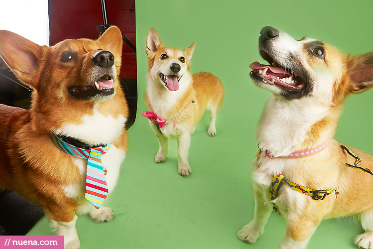 Studio Dog Photographer - Corgi | Nuena Photography by Kira Stackhouse