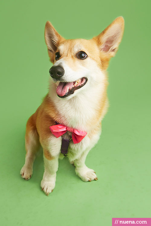 Best Pet Photographer - Corgi | Nuena Photography by Kira Stackhouse