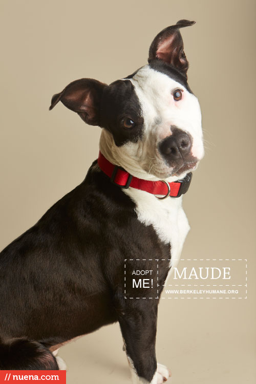 Rescue Dog Photographer - Berkeley Humane | Nuena Photography by Kira Stackhouse