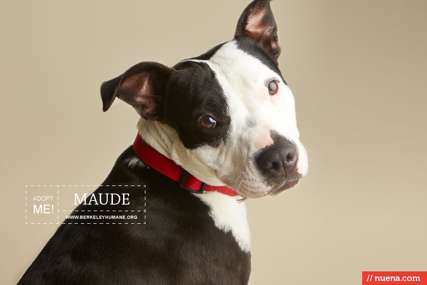 Rescue Dog Photographer - Berkeley Humane | Nuena Photography by Kira Stackhouse