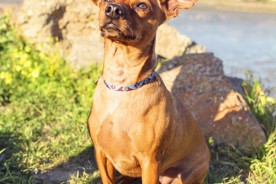 Murf the Chihuahua Dachshund Mix - Point Isabel Dog Park | Nuena Photography
