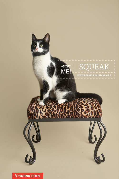 Rescue Cat Photographer - Berkeley Humane | Nuena Photography by Kira Stackhouse