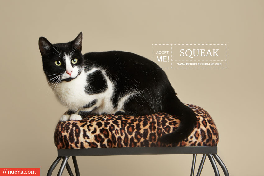 Rescue Cat Photographer - Berkeley Humane | Nuena Photography by Kira Stackhouse