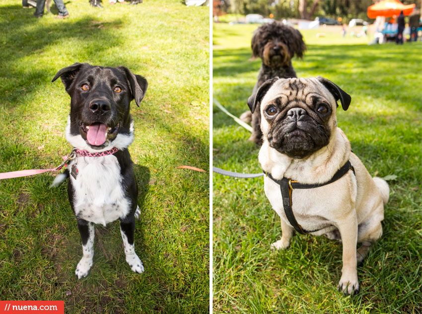 Wag Hotels - Dog Easter Egg Hunt | Nuena Photography by Kira Stackhouse