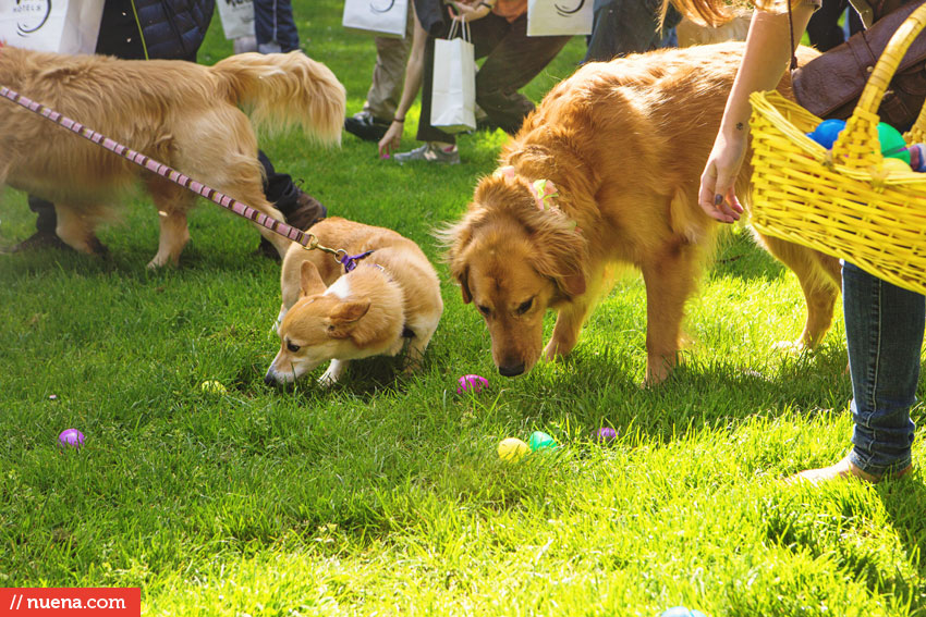 Wag Hotels - Dog Easter Egg Hunt | Nuena Photography by Kira Stackhouse