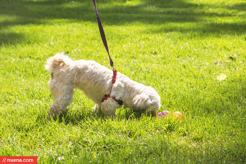 Wag Hotels - Dog Easter Egg Hunt | Nuena Photography by Kira Stackhouse