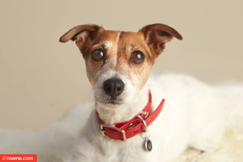 San Francisco Dog Photographer - Jack Russell Terrier | Nuena Photography by Kira Stackhouse