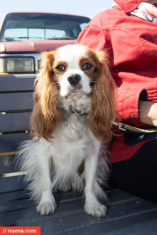 Dog Day on the Bay 2013 - San Francisco SPCA | Kira Stackhouse