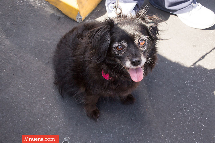 Dog Day on the Bay 2013 - San Francisco SPCA | Kira Stackhouse