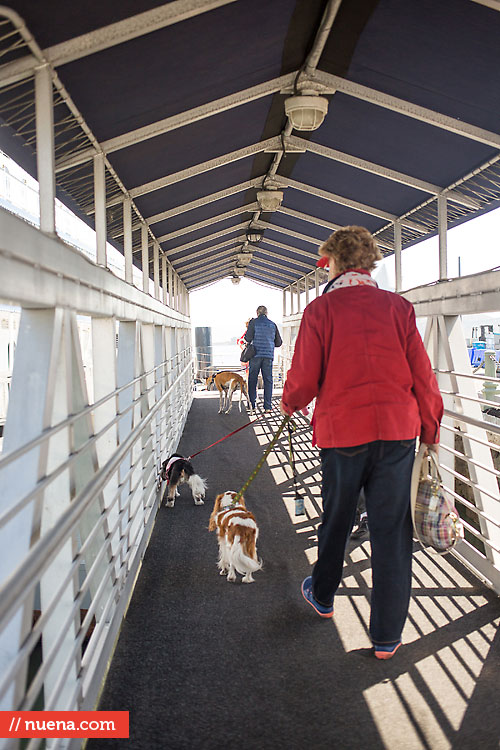 Dog Day on the Bay 2013 - San Francisco SPCA | Kira Stackhouse