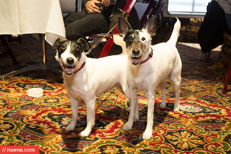 Dog Day on the Bay 2013 - San Francisco SPCA | Kira Stackhouse