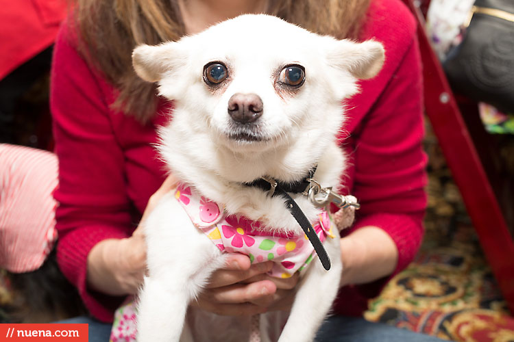 Dog Day on the Bay 2013 - San Francisco SPCA | Kira Stackhouse