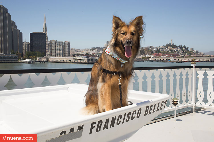 Dog Day on the Bay 2013 - San Francisco SPCA | Kira Stackhouse