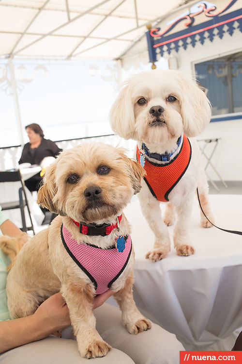 Dog Day on the Bay 2013 - San Francisco SPCA | Kira Stackhouse