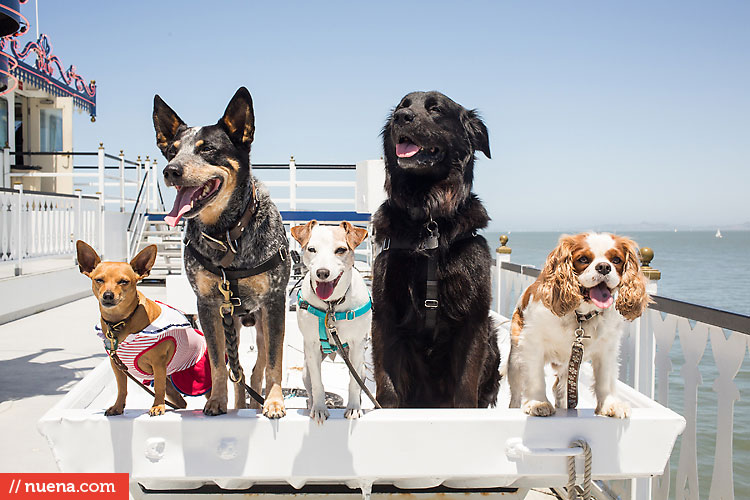 Dog Day on the Bay 2013 - San Francisco SPCA | Kira Stackhouse