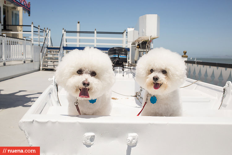 Dog Day on the Bay 2013 - San Francisco SPCA | Kira Stackhouse