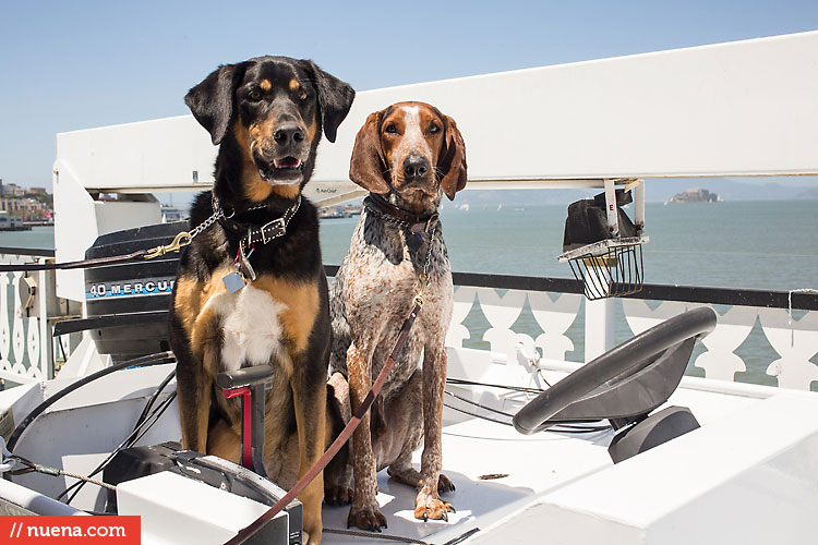 Dog Day on the Bay 2013 - San Francisco SPCA | Kira Stackhouse