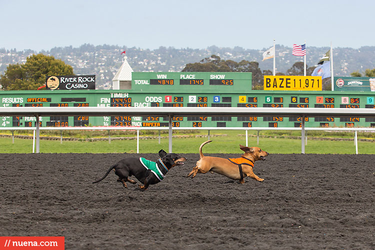 Wiener Nationals 2013 - Golden Gate Fields | Kira Stackhouse