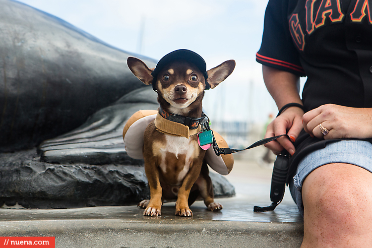 San Francisco Giants Dog Day 2013 | Kira Stackhouse Photographer