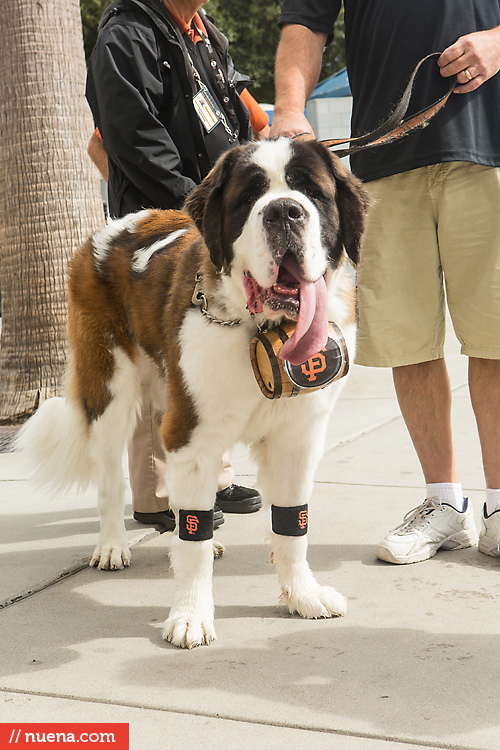 San Francisco Giants Dog Day 2013 | Kira Stackhouse Photographer