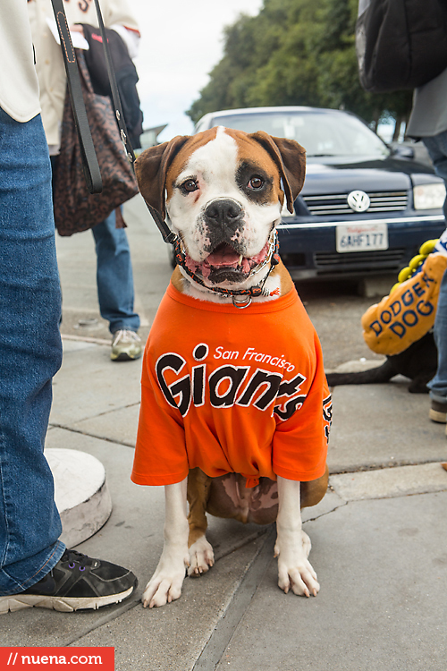 San Francisco Giants Dog Day 2013 | Kira Stackhouse Photographer