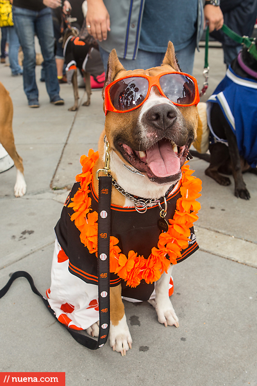 San Francisco Giants Dog Day 2013 | Kira Stackhouse Photographer