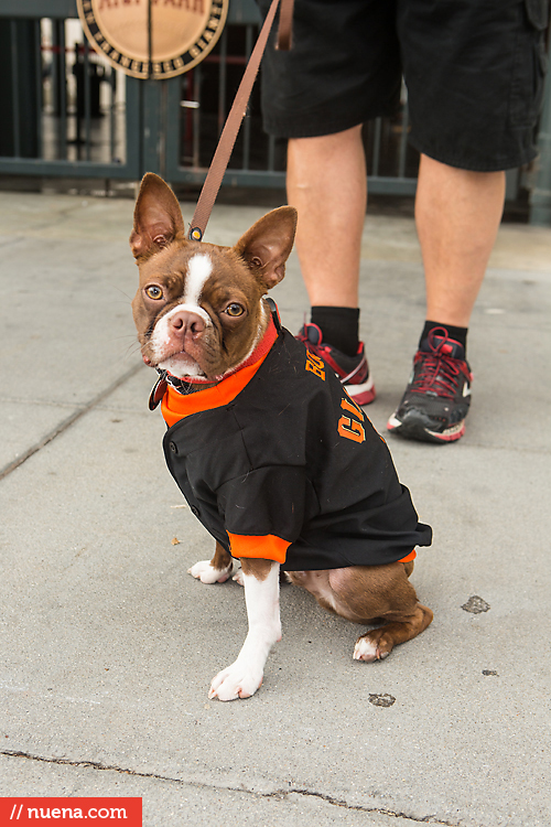 San Francisco Giants Dog Day 2013 | Kira Stackhouse Photographer