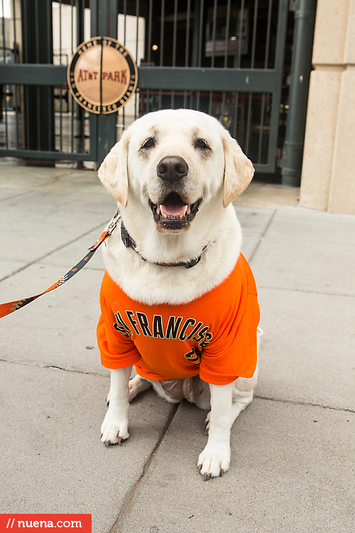 San Francisco Giants Dog Day 2013 | Kira Stackhouse Photographer