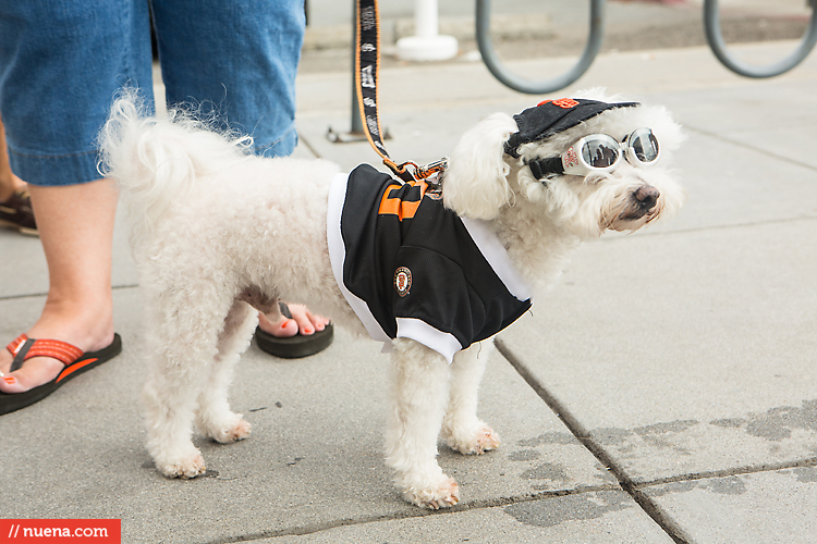 San Francisco Giants Dog Day 2013 | Kira Stackhouse Photographer