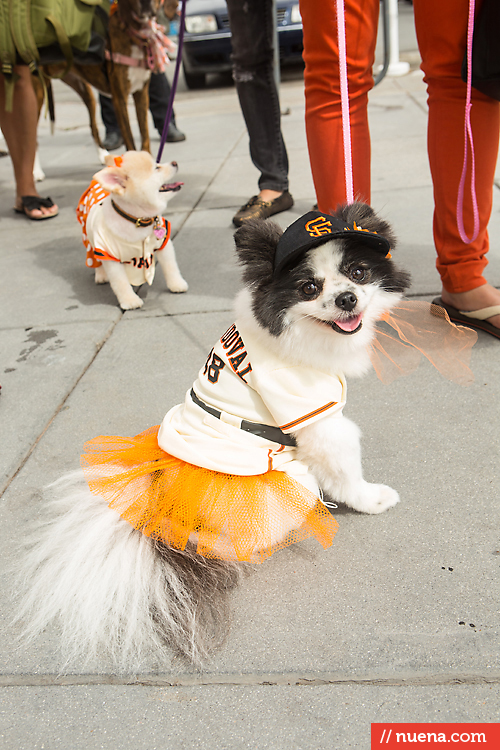 San Francisco Giants Dog Day 2013 | Kira Stackhouse Photographer