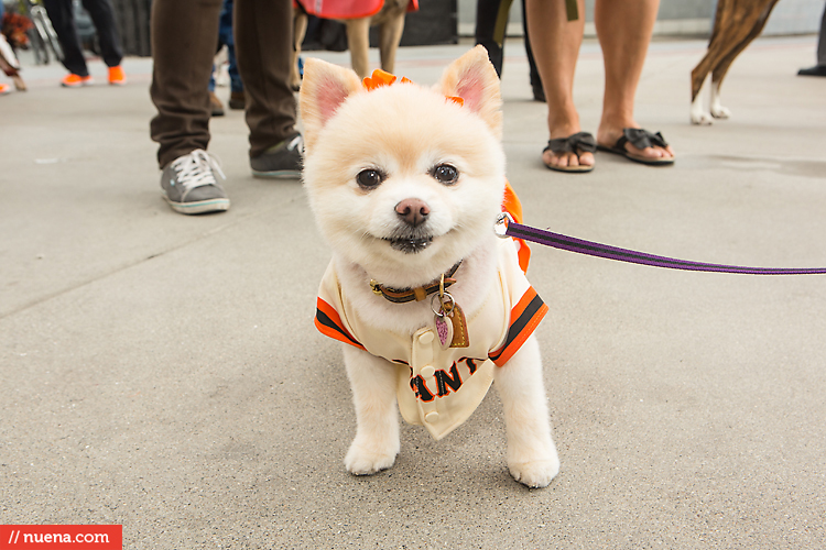 San Francisco Giants Dog Day 2013 | Kira Stackhouse Photographer