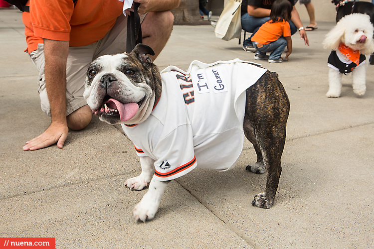 San Francisco Giants Dog Day 2013 | Kira Stackhouse Photographer