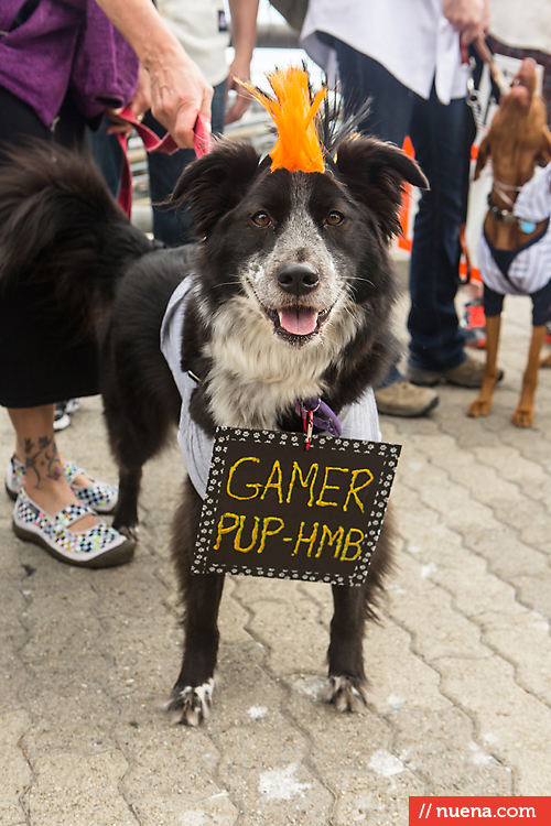 San Francisco Giants Dog Day 2013 | Kira Stackhouse Photographer