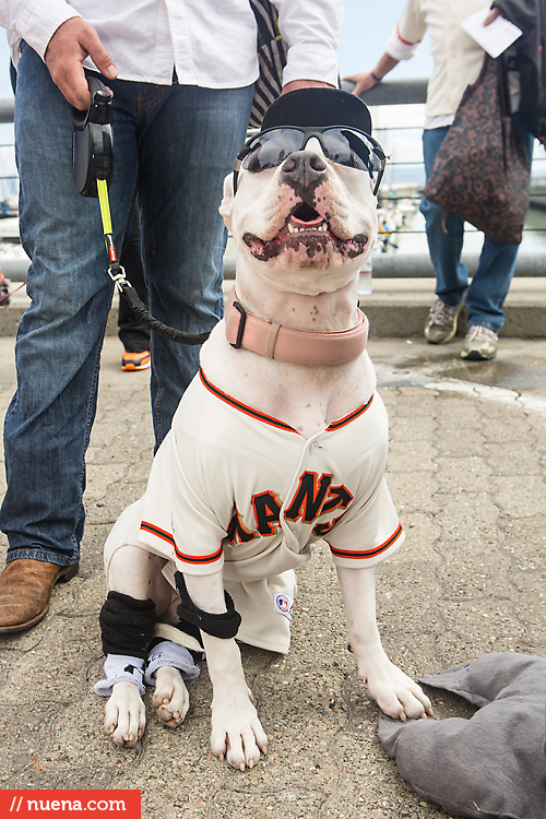 San Francisco Giants Dog Day 2013 | Kira Stackhouse Photographer