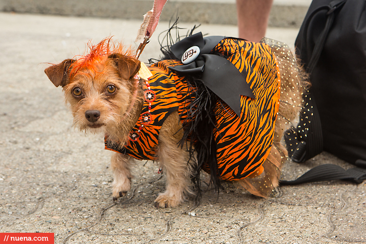 San Francisco Giants Dog Day 2013 | Kira Stackhouse Photographer