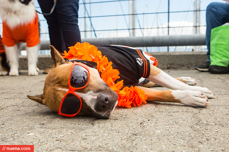 San Francisco Giants Dog Day 2013 | Kira Stackhouse Photographer