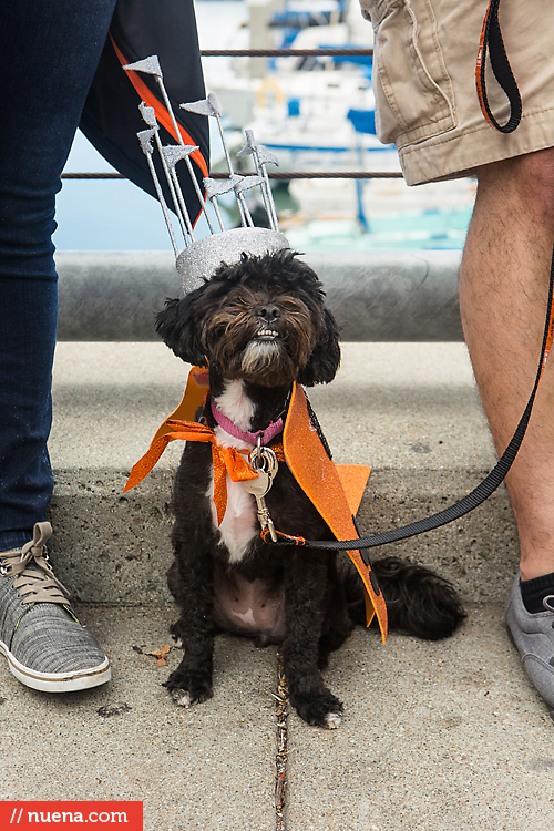 San Francisco Giants Dog Day 2013 | Kira Stackhouse Photographer