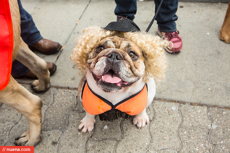 San Francisco Giants Dog Day 2013 | Kira Stackhouse Photographer