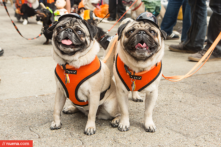 San Francisco Giants Dog Day 2013 | Kira Stackhouse Photographer