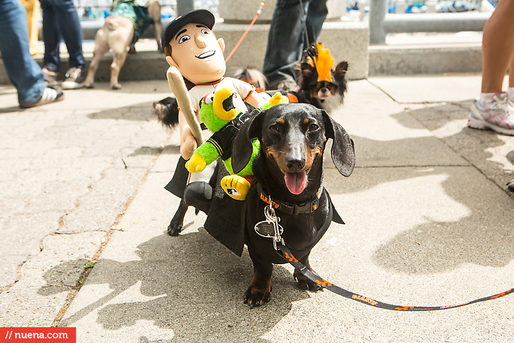 San Francisco Giants Dog Day 2013 | Kira Stackhouse Photographer