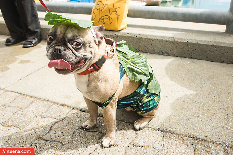 San Francisco Giants Dog Day 2013 | Kira Stackhouse Photographer