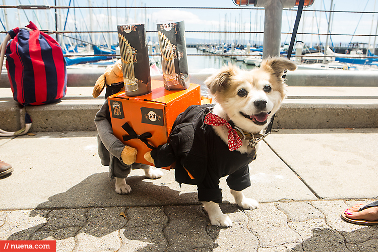 San Francisco Giants Dog Day 2013 | Kira Stackhouse Photographer