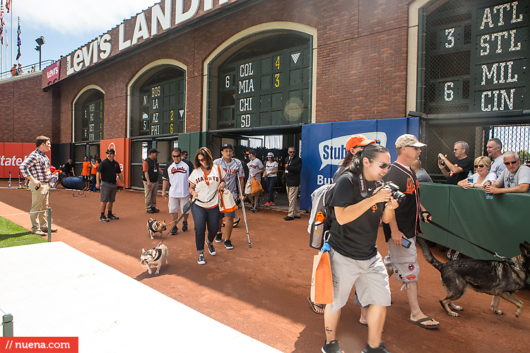 San Francisco Giants Dog Day 2013 | Kira Stackhouse Photographer