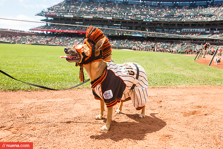 San Francisco Giants Dog Day 2013 | Kira Stackhouse Photographer