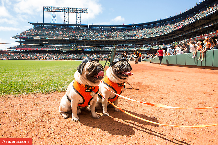 San Francisco Giants Dog Day 2013 | Kira Stackhouse Photographer