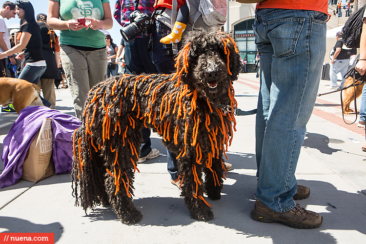 San Francisco Giants Dog Day 2013 | Kira Stackhouse Photographer