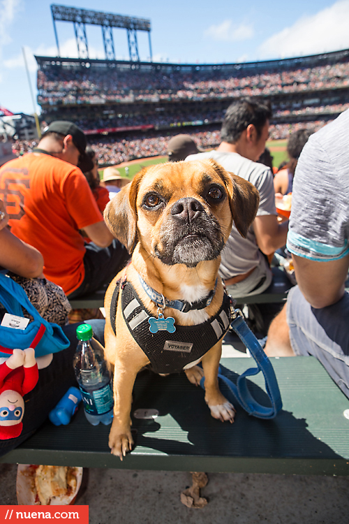 San Francisco Giants Dog Day 2013 | Kira Stackhouse Photographer