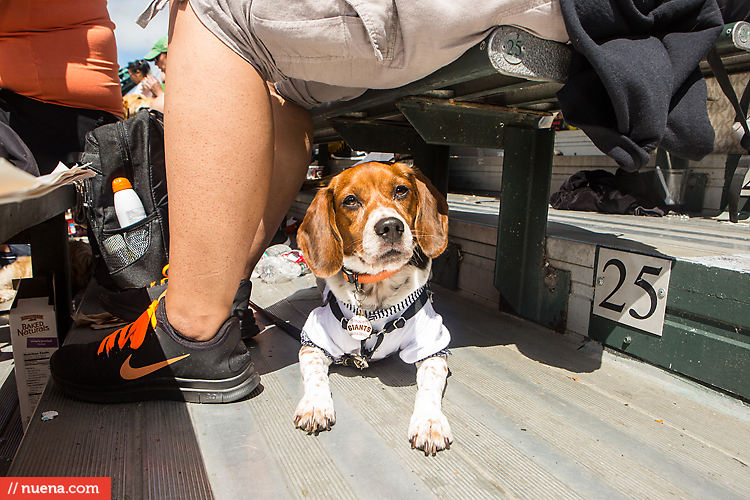 San Francisco Giants Dog Day 2013 | Kira Stackhouse Photographer