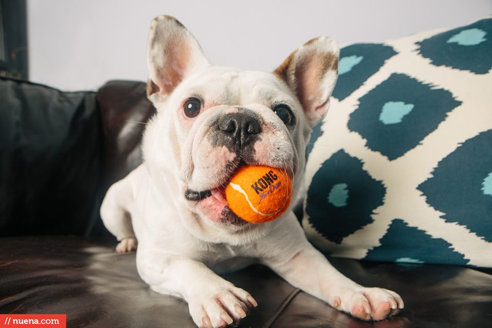 french bulldog san francisco