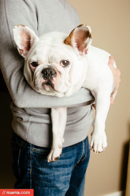 french bulldog san francisco